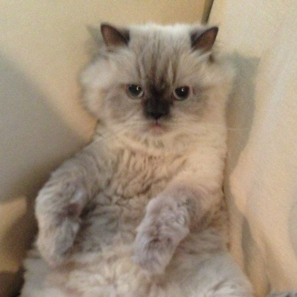 Meet your Posher, Stacy